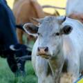 European Commission Launches Call for Evidence on EU Long‑Term Livestock Strategy