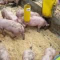Flemish Farmers Visit Dutch Farmer with Moving Barn Floor: Lower Ammonia Emissions and Reduced Manure Disposal Costs